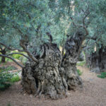 Olive trees in the biblical Garden of Gethsemane, where Jesus prayed before his betrayal and capture - Mount of Olives, Jerusalem