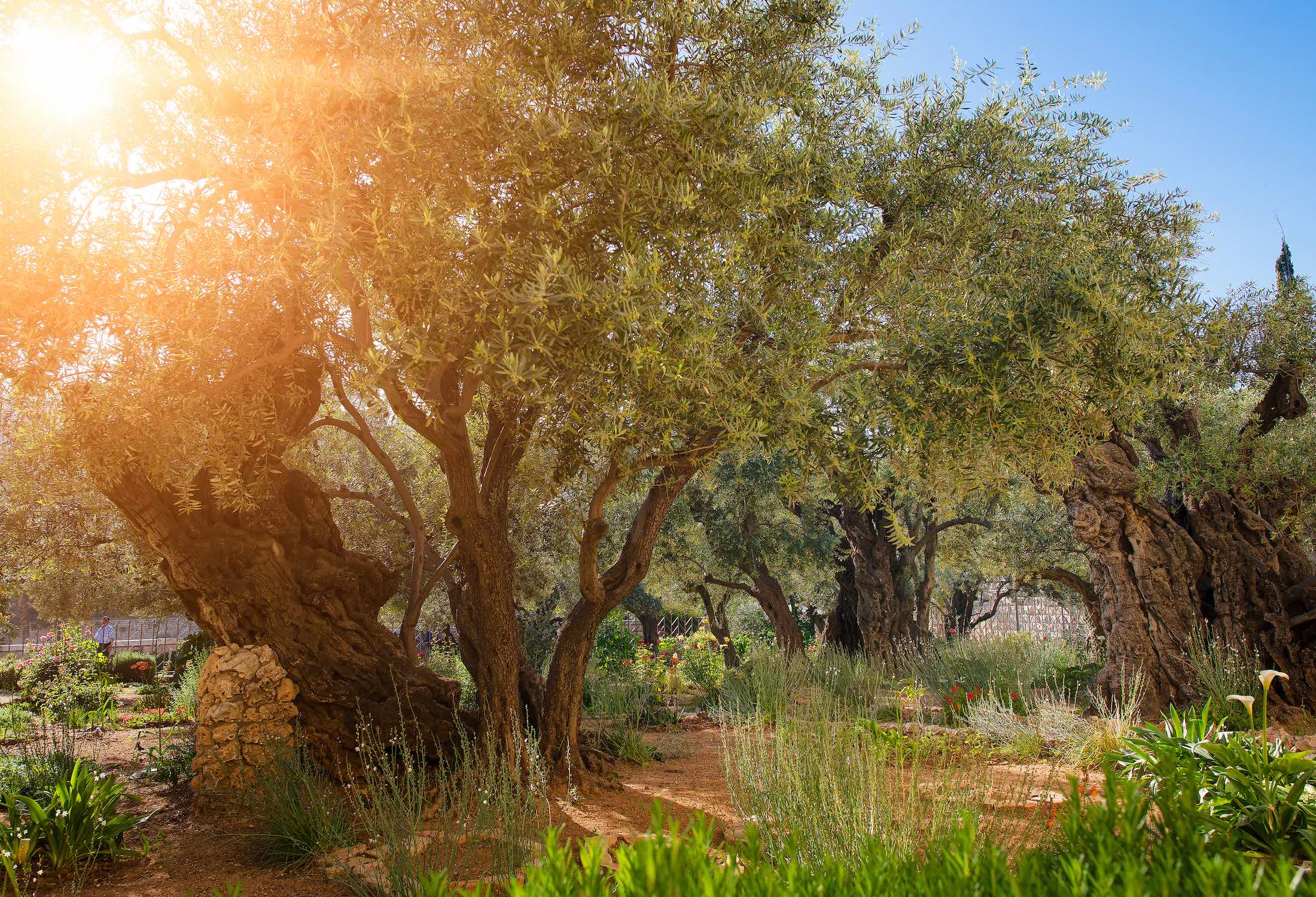 Biblical Israel Garden Of Gethsemane CBN Israel   2022 04 05 Garden Of Gethsemane Marc Turnage 