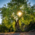 Centennial olive tree with a wide trunk and picturesque shapes, with sunlight behind.