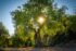 Weekly Devotional: Rooted to Flourish