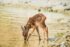Weekly Devotional: Thirsting for God in the Dry Places