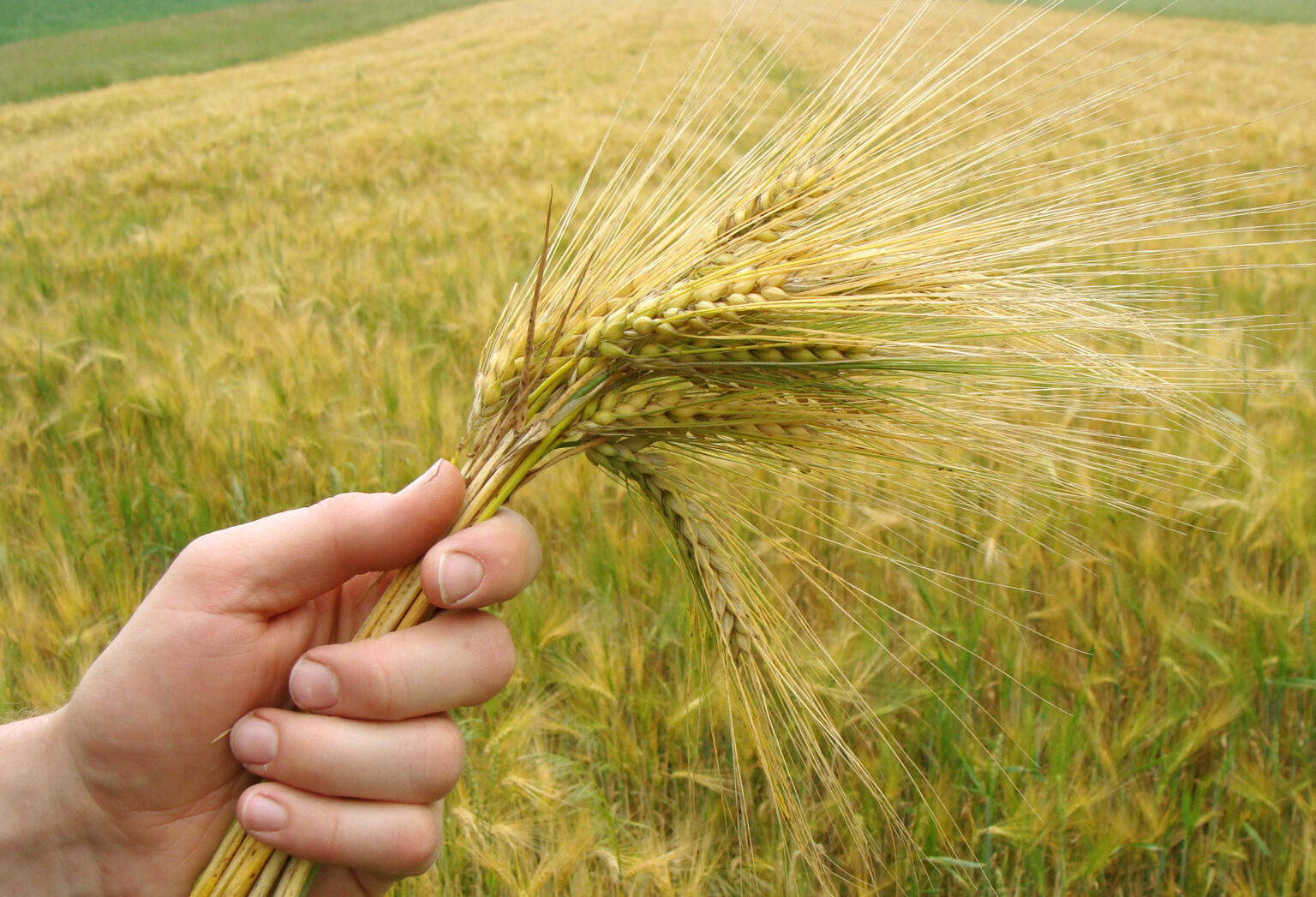 Weekly Devotional: Gleanings - CBN Israel