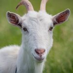 A goat is standing in a field in close-up.