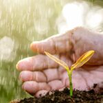 The seedlings are growing from the soil and the hands of the old woman are gently wrapped around while the rain is falling.