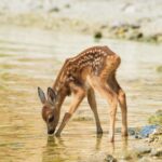 a fawn drinks water on the river Bank, Russia, Saratov region, Volga river
