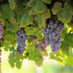 2026 01-12 Bearing Fruit That Reflects God