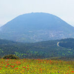spring blooming of poppies in Galilee near the Nazareth, against the background biblical Mount Tabor, Israel