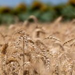 Ears of ripe wheat in an agricultural field with mature sunflowers in the background. Israel. Selective focus. Harvesting
