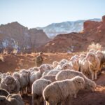 2026 03-09 Resting in the Care of the Shepherd