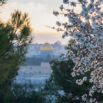 Sunlight coming through branches of a blossoming almond tree, with an out-of-focus view of Old City Jerusalem in the background: The Dome of the Rock and the Golden Gate