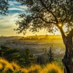 2026 03-24 Meeting God on the Mount of Olives - Stephen Faircloth