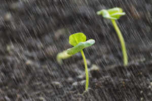 Weekly Devotional: Trusting God’s Perfect Timing