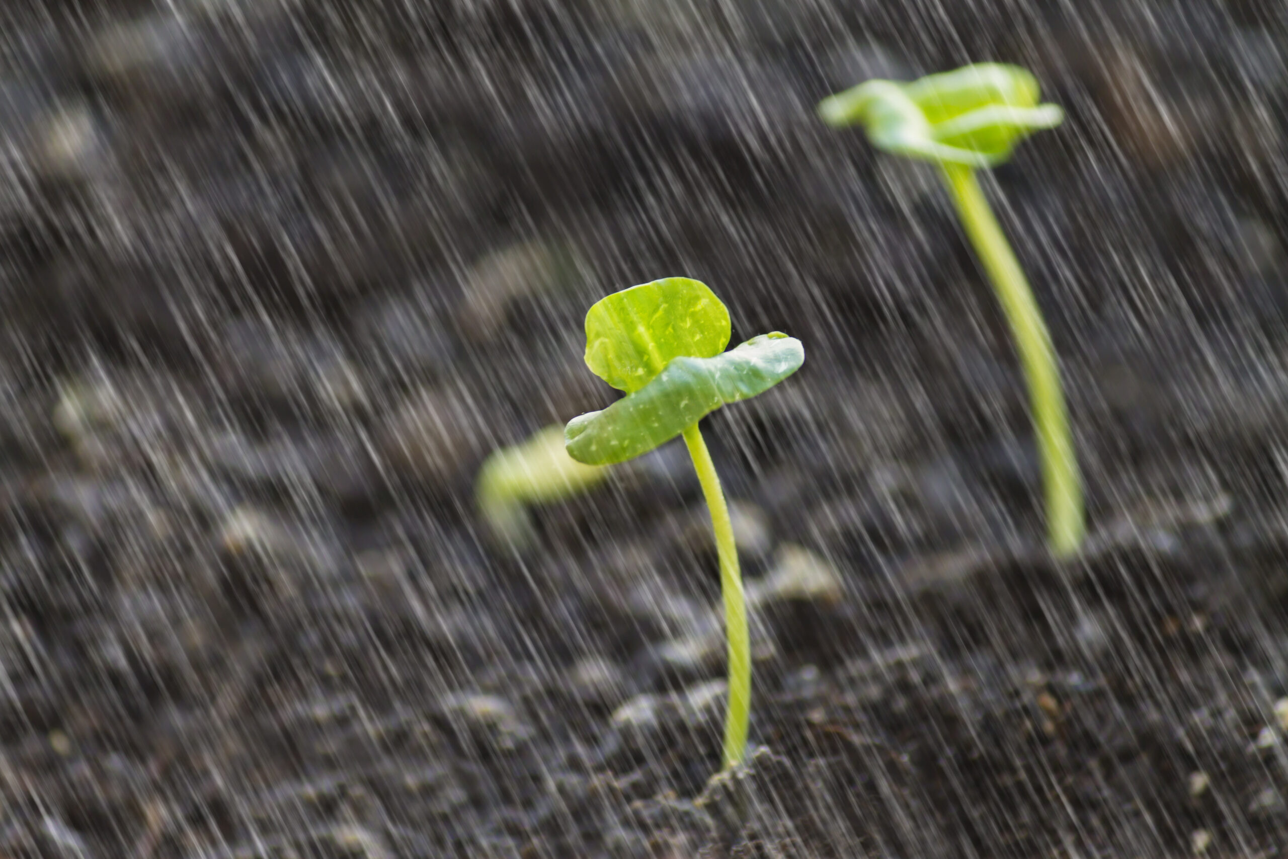 Weekly Devotional: Trusting God’s Perfect Timing