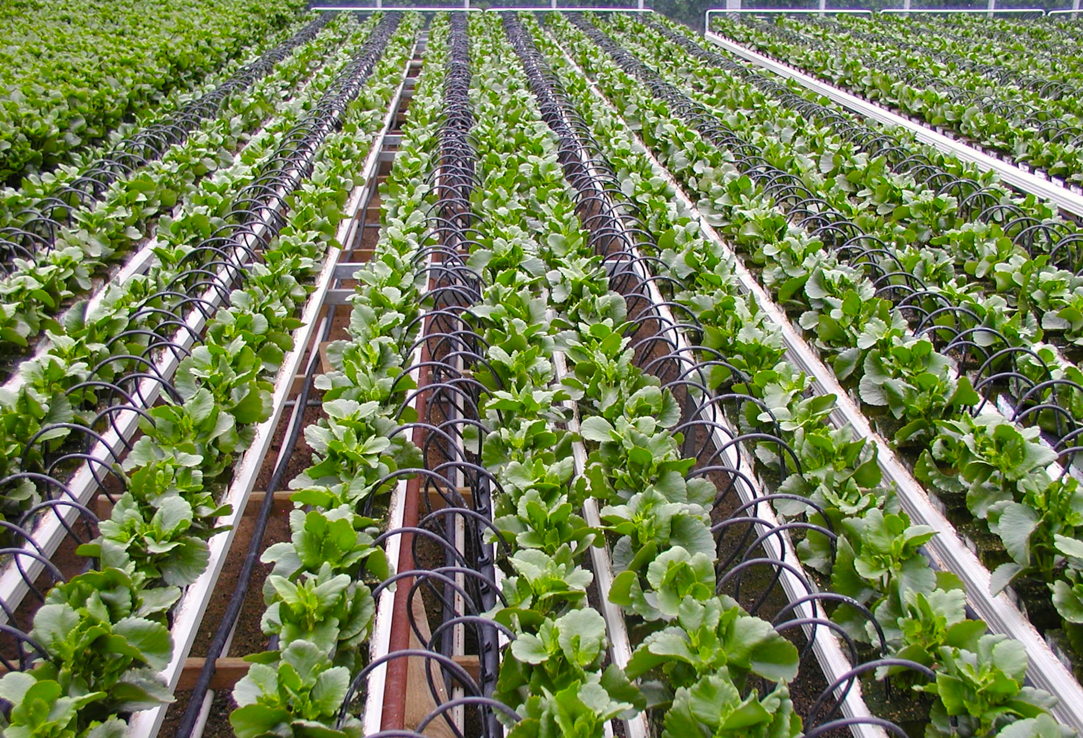 Despite War, Israel Continues to Bless the World