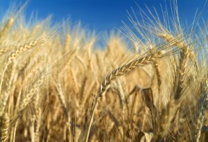 Sowing in Faith and Waiting with Hope