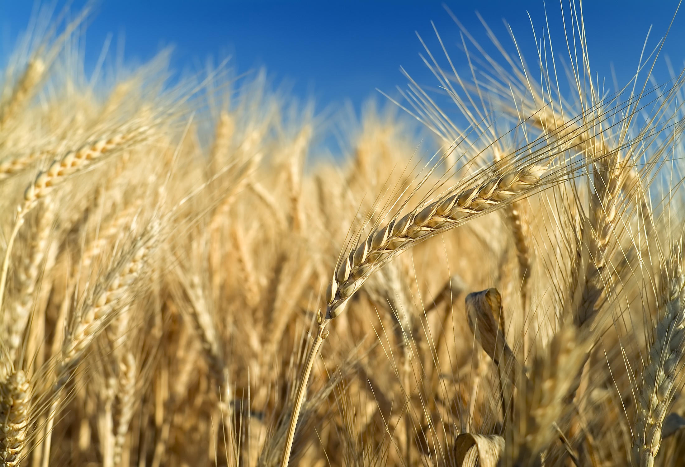 Sowing in Faith and Waiting with Hope